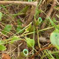 Japanese knotweed